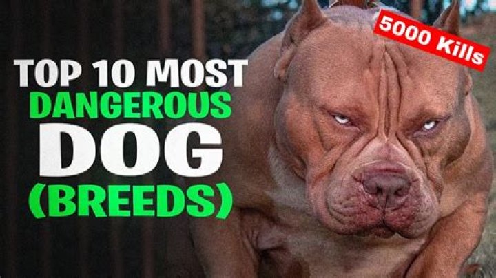The Most Dangerous Dogs in 2023: American Pit Bull Terrier Makes the List - SarkariResult